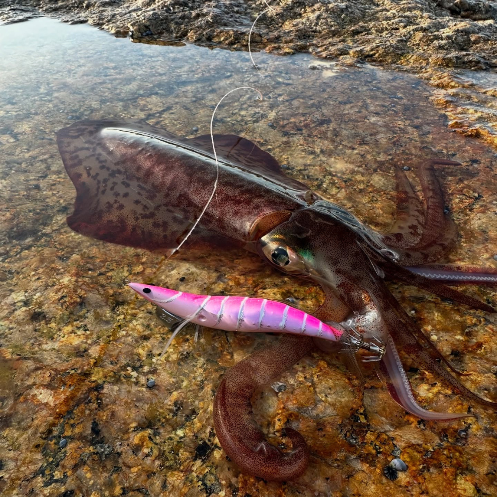 EGI Seeker Dressed Squid Jig